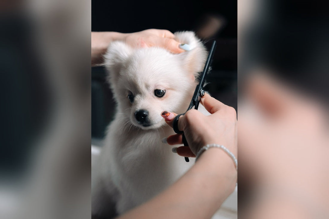 10 Easy Grooming Tips Every Pet Owner Should Know