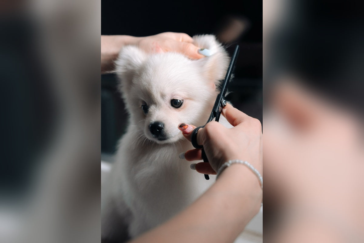 10 Easy Grooming Tips Every Pet Owner Should Know