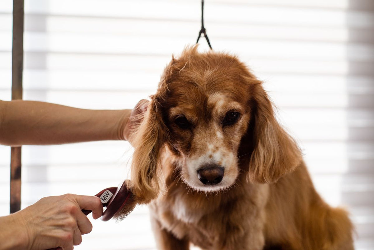 How to Choose the Right Brush for Your Pet’s Coat