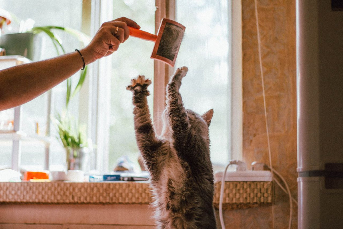7 Common Pet Grooming Mistakes and How to Avoid Them